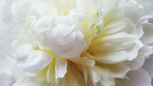 Full frame shot of white flower