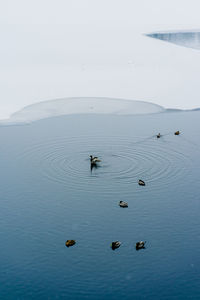 High angle view of birds swimming in sea