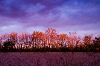 Trees on field against sky