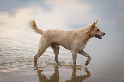 Dog standing on beach