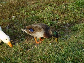 High angle view of duck on field
