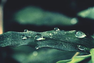 Close-up of raindrops on leaf