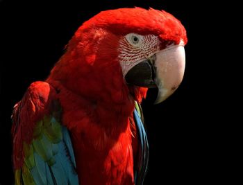 Close-up of parrot