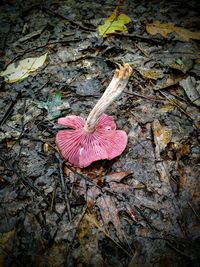 High angle view of pink flower