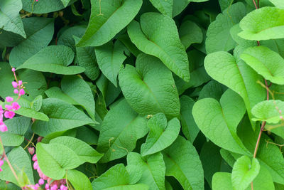 Full frame shot of green leaves