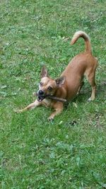 Portrait of dog on field