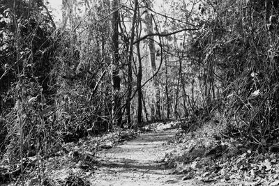 Dirt road passing through forest