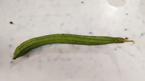 Close-up of leaf