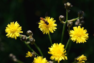 Close-up of bee pollinating on yellow flower