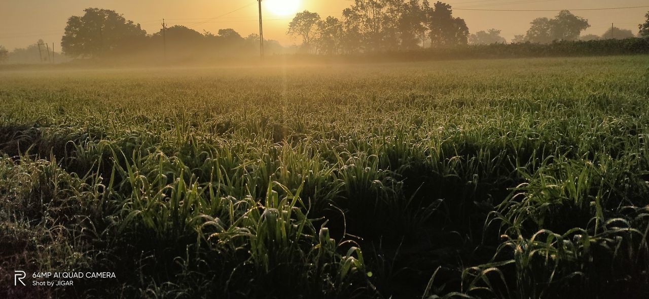 CROPS GROWING ON FIELD AGAINST SKY