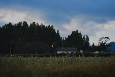 Trees on field against sky