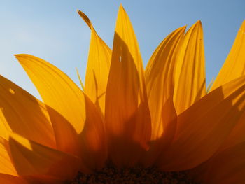 Close-up of orange flower