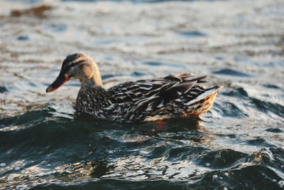 Duck swimming in lake