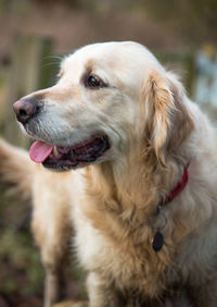 Close-up of dog