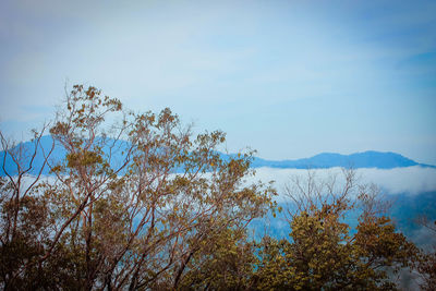 Low angle view of trees against sky