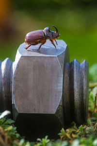 Rhinoceros beetle on a metal screw