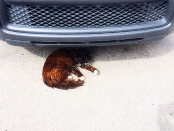 High angle view of turtle in water