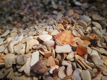 Full frame shot of pebbles and shells