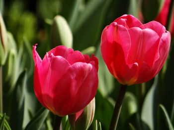 Close-up of red tulip