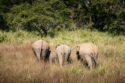 Rear view of herd of elephants in wild nature against landscape. wildlife animals in sri lanka.
