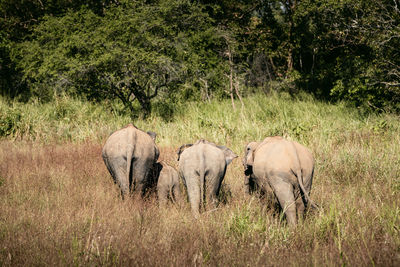 Elephants on field