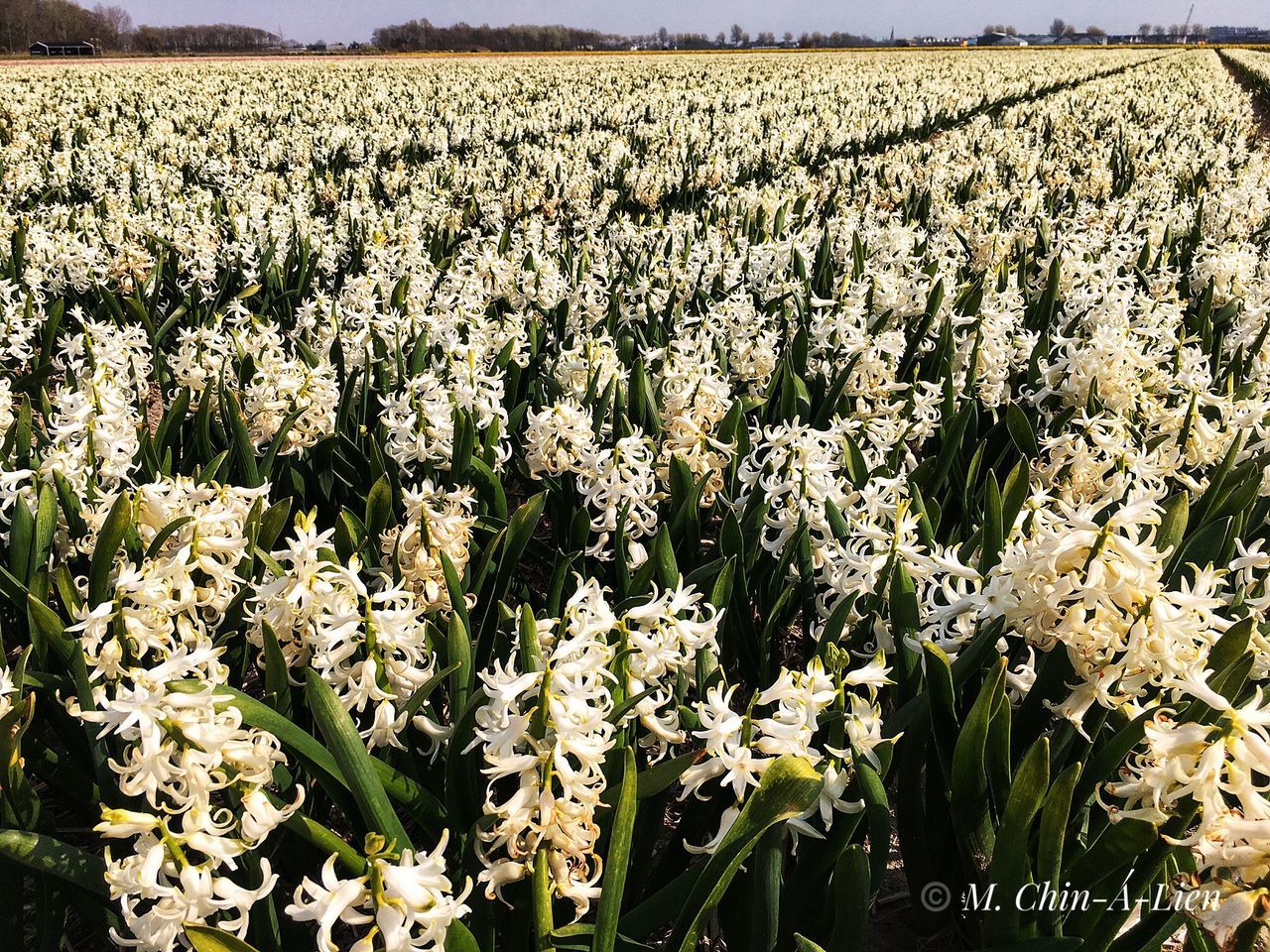 SCENIC VIEW OF FLOWERING PLANTS ON LAND