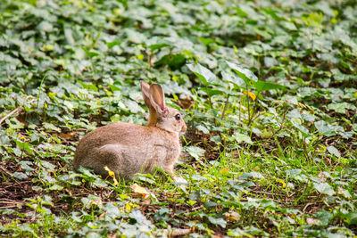 Close-up of squirrel on field