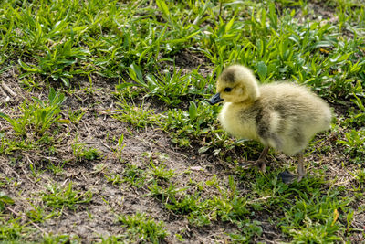 View of a bird on field