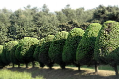 Close-up of plants growing on field
