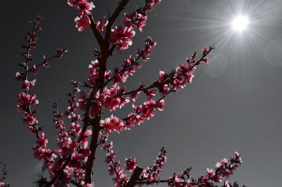 Low angle view of cherry blossoms against sky