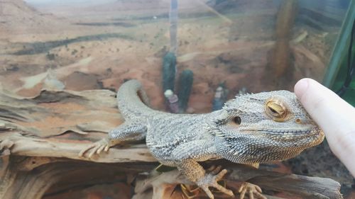 Cropped finger touching bearded dragon in zoo