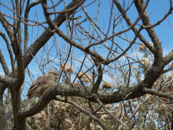 Low angle view of eagle perching on tree