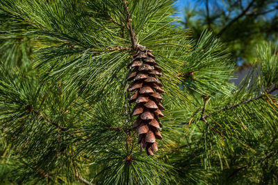 Close-up of pine tree