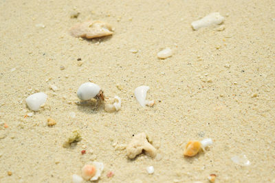 High angle view of shells on sand