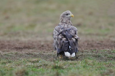 Close-up of a bird looking away