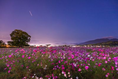 Pink flowering plants on field against sky