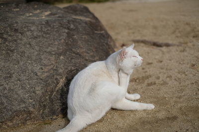 Cat lying on ground