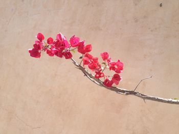 Close-up of red flowers