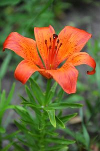 Close-up of orange day lily blooming outdoors