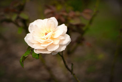 Close-up of white rose