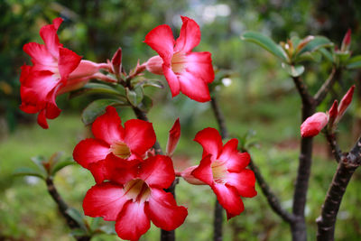 Close-up of red flowering plant