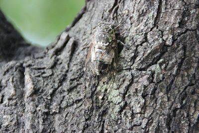 Close-up of insect on tree trunk