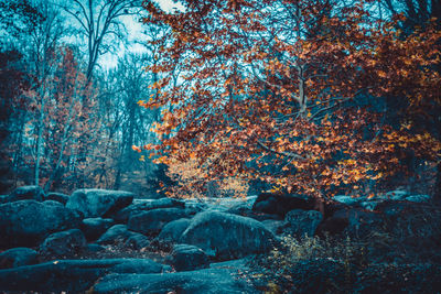 Trees by rocks in forest during autumn