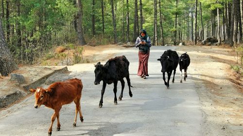 Rear view of a dog on road