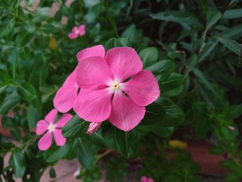 flowering plant