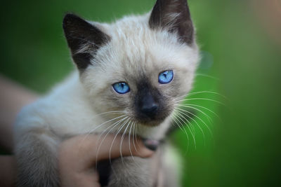 Close-up of kitten