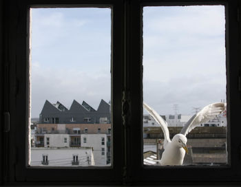 View of birds against sky seen through glass window