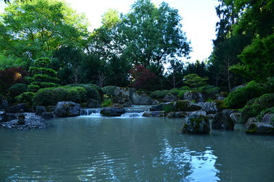 River amidst trees in forest against clear sky