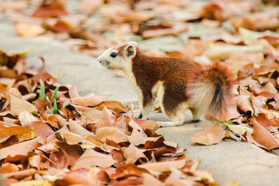 Close-up of squirrel on leaves during autumn