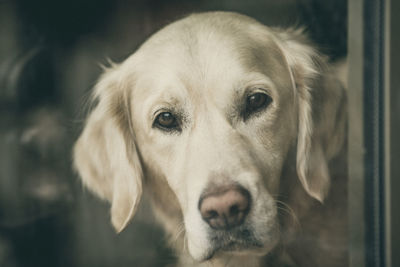 Close-up portrait of dog